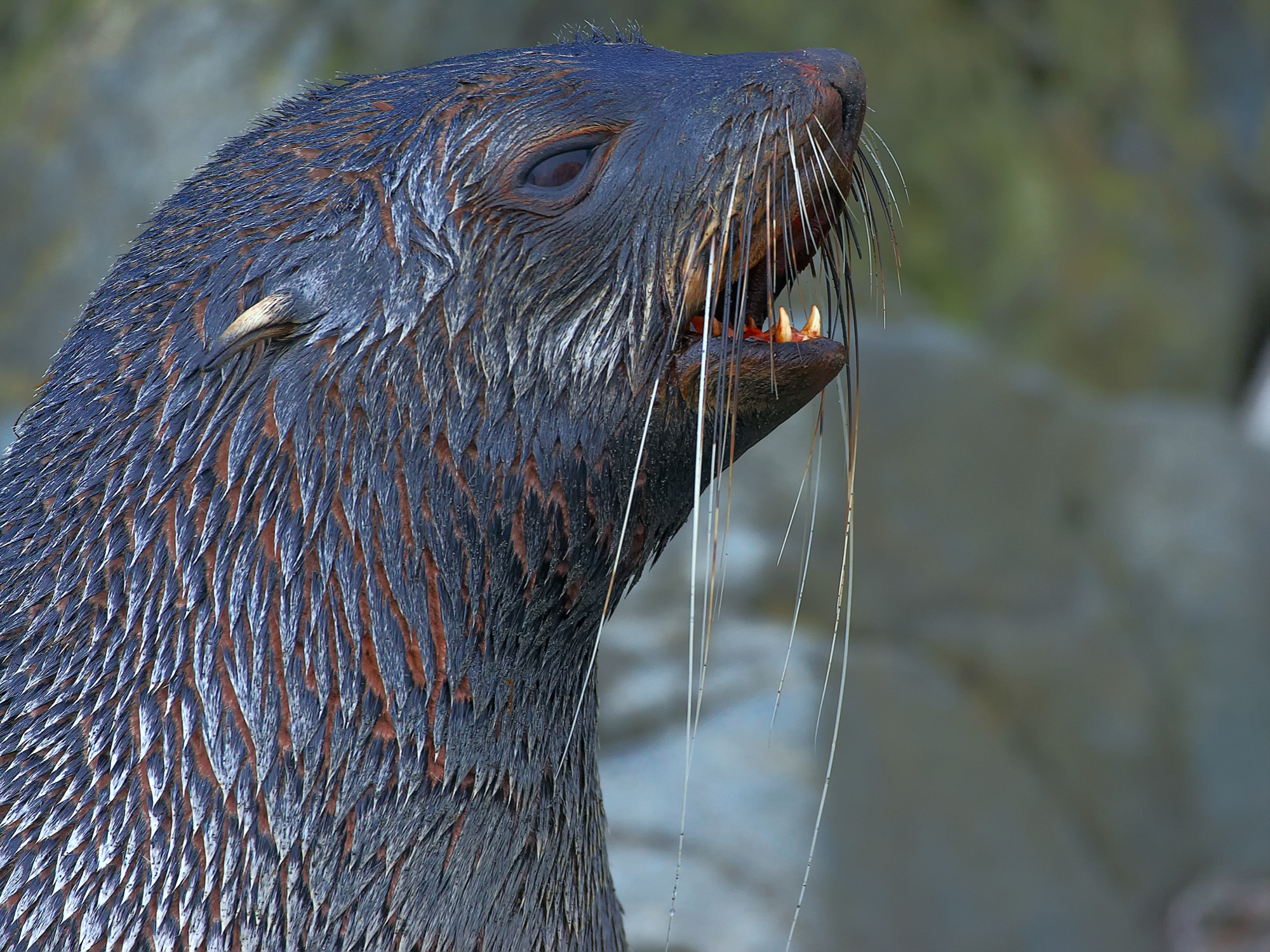 Seebär